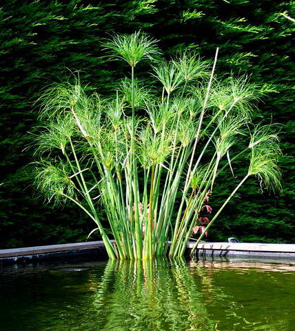 Cyperus papyrus